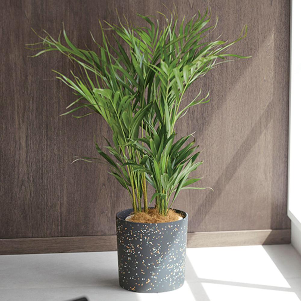 ヤシ(ホルストシリンダー)