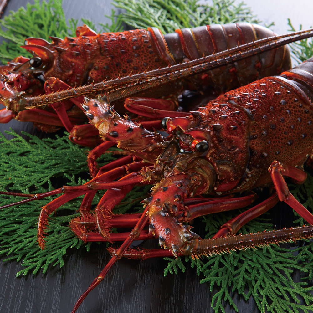 伊勢海老活〆（生冷凍）