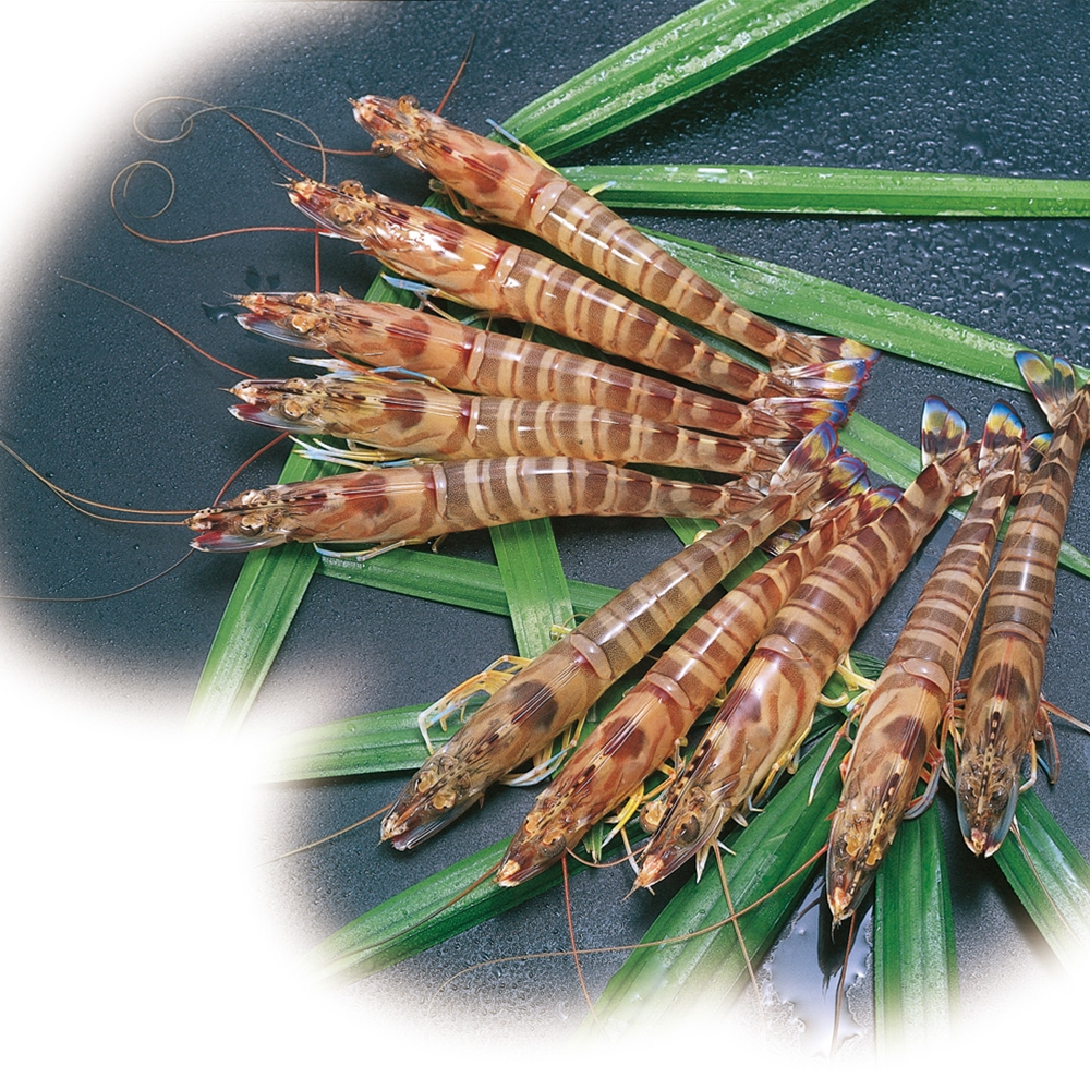 熊本・沖縄　活鮮凍結　活き〆冷凍車海老　4パック