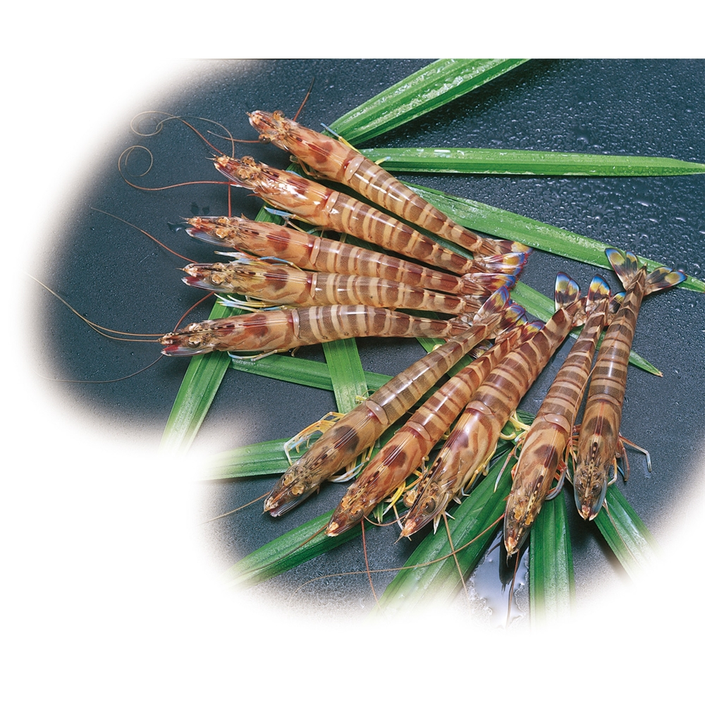 熊本・沖縄　活鮮凍結　活き〆冷凍車海老　5パック