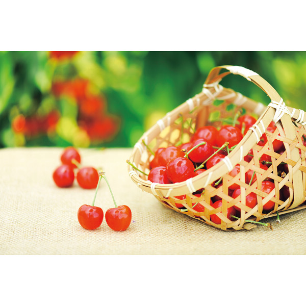 いずみ会の山形県産さくらんぼ（１ｋｇ）